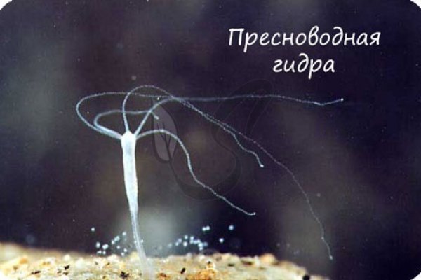Kra49.cc Вход на сайт главная страница